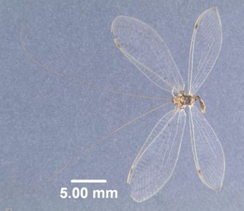 Media type: image; Entomology 26214   Aspect: habitus dorsal view